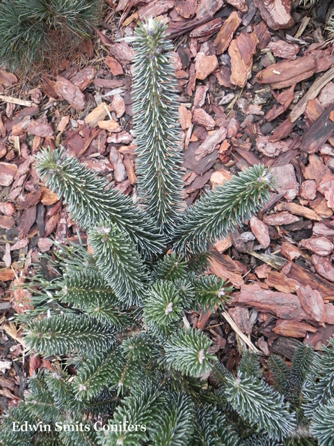 Abies fraseri 'Silver Christmas'